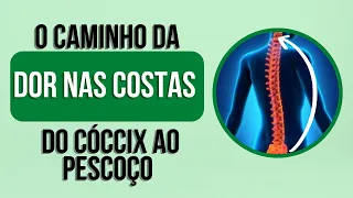 👉 O caminho da dor nas costas - do cóccix ao pescoço