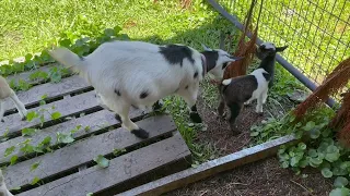 goats even like dry pine