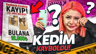 KEDİM KAYBOLDU !  *Bulana 10.000 TL Ödül