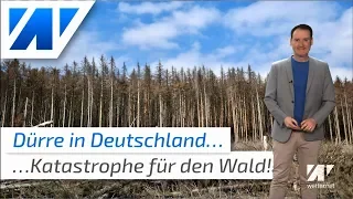 Waldsterben 2.0: Dürre-Katastrophe in Deutschland!