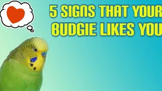 5 Signs that your budgie likes you|| Part-1