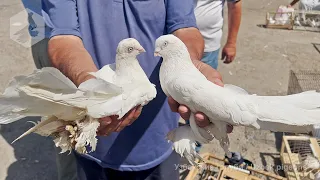 Птичий рынок г. Ташкент - ГОЛУБИ (23.07.2022) / Uzbek Pigeons / Usbekische tauben