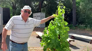 Vineyard updates: Gobelet training