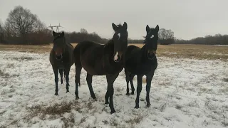 Содержания лошадей. Виды коневодства