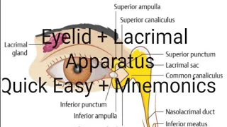 Eyelid + Lacrimal Apparatus Very Easy Quick and Mnemonics