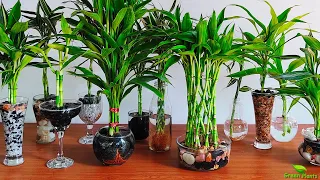 Grow and Decorate Lucky Bamboo Only in Water//GREEN PLANTS