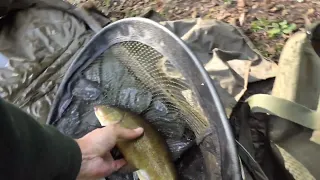 Tench Fishing, 10 in 3.5 Hrs. Best bait Green Giant Sweetcorn