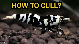 Black Fancy Tiger #SHRIMP - history and rules for Culling