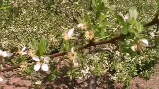 Догляд за сливами після цвітіння.