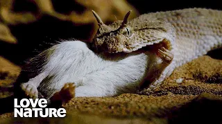 Horned Viper Strikes A Gerbil With Stunning Swiftness
