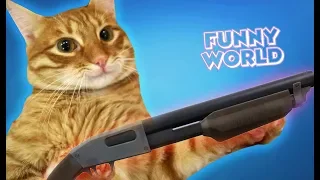 КОТЫ ПРИКОЛЫ 2019 ЛУЧШИЕ ПРИКОЛЫ С ЖИВОТНЫМИ(funny animals)