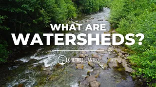 Exploring the Intersection of Trees and Watersheds | One Tree Planted
