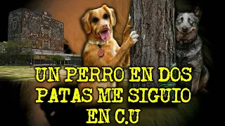 UN PERRO EXTRAÑO ME PERSIGUIO EN C.U | RELATOS ATERRADORES CON PERROS ACTUANDO COMO HUMANOS