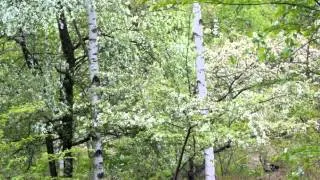 自然の音景色L  乗鞍高原の春（野鳥の鳴き声・長時間）・Nature Sound