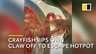 Crayfish rips own claw off to escape China hotpot