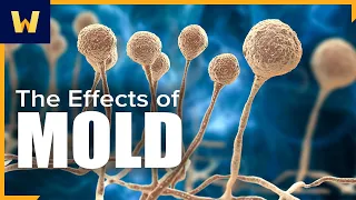 How Does Environmental Mold Affect Us? | An Introduction to Infectious Diseases