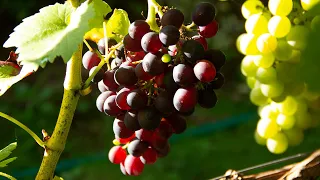 План работ на винограднике на сентябрь 2021