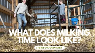 What does MILKING time look like?