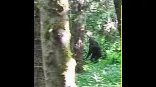 Bigfoot Spotted from Tree Stand River of No Return Challis Idaho
