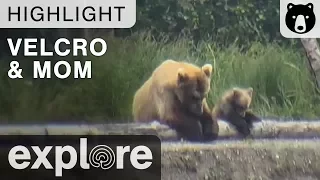 Velcro and Mom - Just The Two Of Us - Katmai National Park - Live Cam Highlights