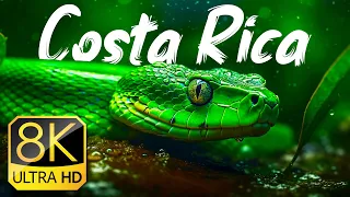 Costa Rica 8K Ultra HD HDR - Nature & Animals Life 60fps