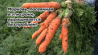 Посейте морковь в эти сроки и проблем с выращиванием не будет!