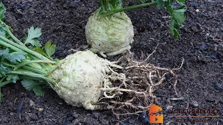 Jak pěstovat bulvový celer ze semen. Apium graveolens rapaceum