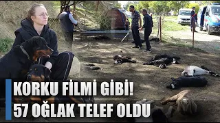 Korku Filmi Gibi! Köpekler 57 Oğlağı Katletti! Anaç Keçiler Yavrularını Ölu Buldu / AGRO TV HABER