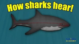 Shark Hearing | SHARK ACADEMY