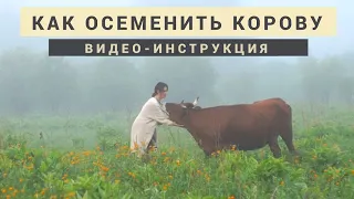 Искусственное осеменение коровы. Видео - инструкция.