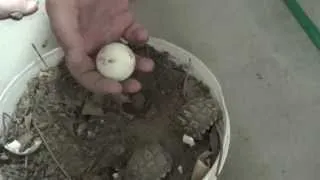 Nacimiento tortuga terrestre argentina