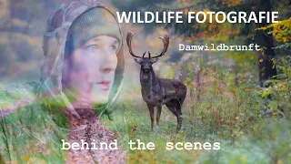 WILDLIFE fotografieren | Damwildbrunft behind the scenes