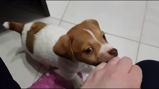 Puppy jack russell terrier first day at home