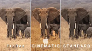 iPhone 15 Pro Max -  ProRes LOG vs STANDARD vs CINEMATIC MODE