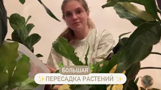 🪴 Пересадка КОМНАТНЫХ РАСТЕНИЙ| ОШИБКИ Грунта (+ много грущу из-за Корней 🥺)