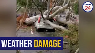 WATCH | Cape Town's cold front leaves car damaged as gale force winds uproot trees