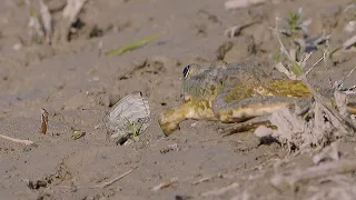 Frog has an appetite for a butterfly / Frosch hat Appetit auf einen Schmetterling