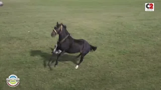 Festival Jesús María: Campeonato de Jineteada en categoría Crina Limpia