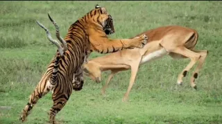 World’s Fastest Animals Fail! Grant's Gazzle Take Down Cheetah With Horns, Lion Hunt Imapala Fail