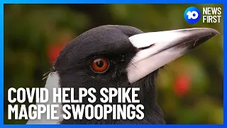 COVID Linked To Magpie Swooping Increase | 10 News First