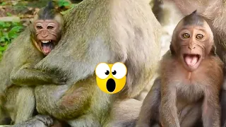 The mother monkey refused to give the baby monkey milk, the baby monkey got angry and shouted loudly