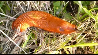 Tschüss, ihr Schleimer! Erfolgreich zum schneckenarmen Garten