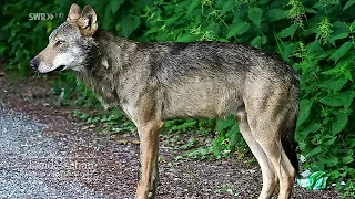 Der tote Wolf vom Schluchsee - wie starb er?