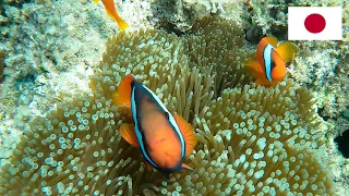BIGGEST CLOWNFISH I have ever seen!! Snorkel with Me in Okinawa, Japan (Story 19)