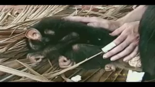 Threats to Chimps