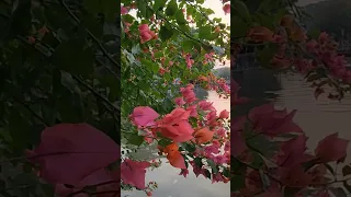 Flowers beauty near me anytime #relaxingmusic #shortvideo #shorts #viral