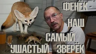 Фенёк - наш самый ушастый зверёк! Крошечные лисички в Зоокоме.