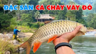 NHỮNG PHA KÉO CÁ CHÀY SUỐI CONG CẦN CÂU - Câu Cá  Cùng Thợ Rừng