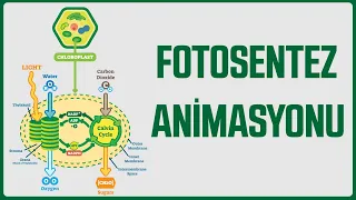 Animasyonlarla Biyoloji : Fotosentez