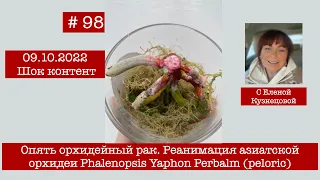 # 98 Шок контент. Опять орхидейный рак. Реанимация азиатской орхидеи Phalenopsis Yaphon Perbalm
